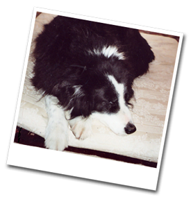 Buster on his bed