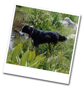 Buster at pond