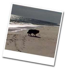 Buster on the Beach